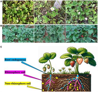 Comparative analysis of the microbiomes of strawberry wild species Fragaria nilgerrensis and cultivated variety Akihime using amplicon-based next-generation sequencing